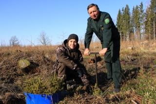 У першы дзень Тыдня лесу, які штогод праводзіцца ў Беларусі, у Сенненскім лясніцтве завяршылі пасадку маладых саджанцаў.