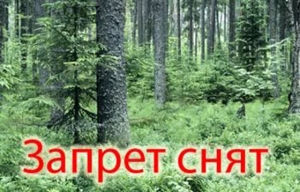 Запрет на посещение лесов отменен!