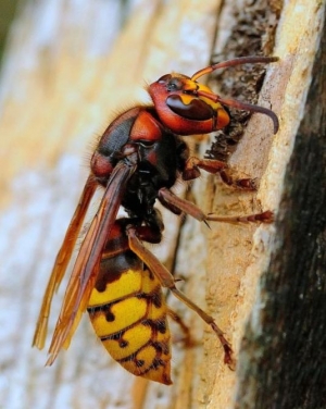 Как избавиться от шершней и ос