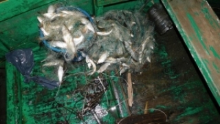 Завершана расследаванне справы аб незаконнай лоўлі рыбы і ракаў у Сенненскім раёне<br />