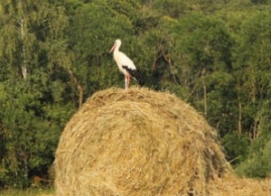 Тысячны намалот на камбайн ёсць!