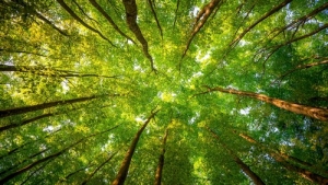 Парки и скверы райцентра ждет пополнение