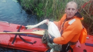 У Сенненскім раёне выратавалі заблытаўшагася ў сетках лебедзя<br />